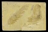 Seed Fern (Pecopteris & Neuropteris) Fossils - Kansas #133630-1